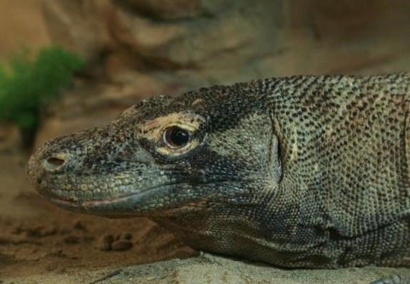 Calgary Zoo says its Komodo dragon, Loka, dead at 30 years old; came from Toronto | iNFOnews.ca
