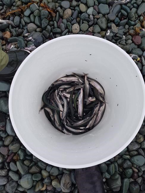 Leading researcher in Newfoundland calls for closure of the capelin fishery | iNFOnews.ca Leading researcher in Newfoundland calls for closure of the capelin fishery | iNFOnews.ca