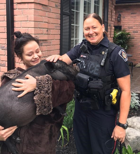 GTA police help lost pot-bellied pig get home safe and sound | iNFOnews.ca GTA police help lost pot-bellied pig get home safe and sound | iNFOnews.ca