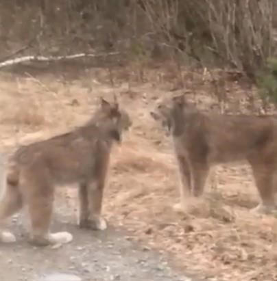 Videos of two shrieking lynx posted by Ontario man and his girlfriend go viral | iNFOnews.ca