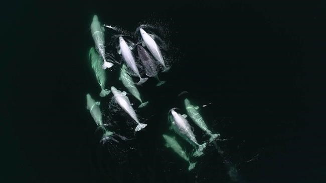 Interspecies friendship blooms as young narwhal swims with St. Lawrence belugas | iNFOnews.ca Interspecies friendship blooms as young narwhal swims with St. Lawrence belugas | iNFOnews.ca