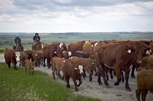 New agricultural outlook good for meat industry, but shows drop in crop prices | iNFOnews.ca CP29146617