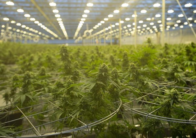 Hexo cutting 200 jobs as it looks to profitability, 'long-term viability' | iNFOnews.ca Hexo cutting 200 jobs as it looks to profitability, 'long-term viability' | iNFOnews.ca