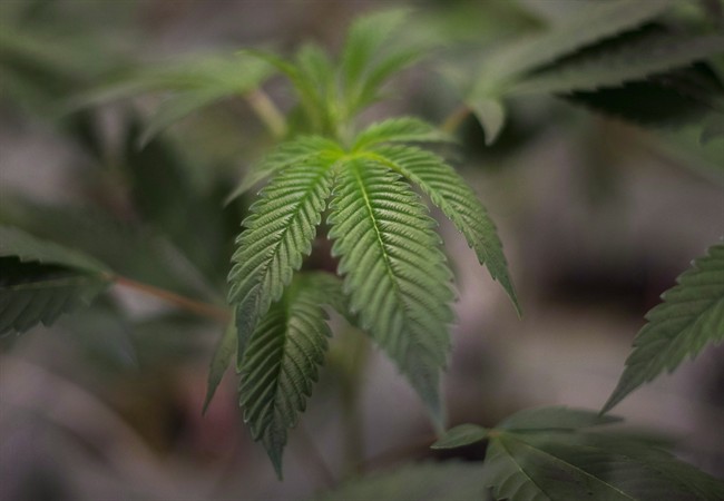 Medical cannabis producer Bedrocan lowers its prices to $5 a gram | iNFOnews.ca CP36144651