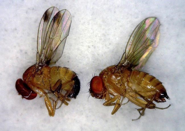 Fruit flies' ability to change genes could help climate-change research: study | iNFOnews.ca CP159340975
