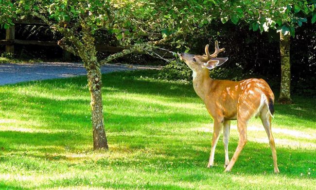 B.C. town considers deer contraceptive to control animals eating up gardens | iNFOnews.ca