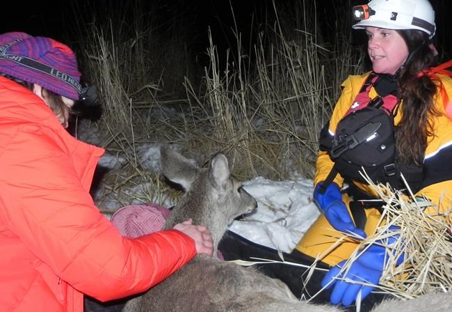 Stranded deer rescued from frozen lake in British Columbia's Okanagan | iNFOnews.ca