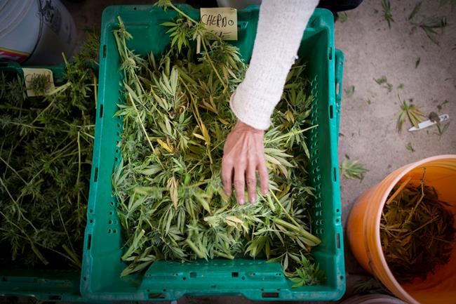 Hydropothecary cannabis expansion plans to put it among top producers in Canada | iNFOnews.ca