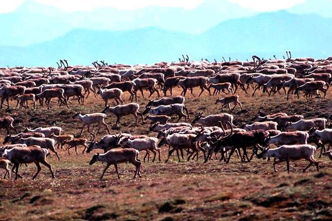 'We can't give up:' First Nations to fight Alaska drills on caribou calving land | iNFOnews.ca