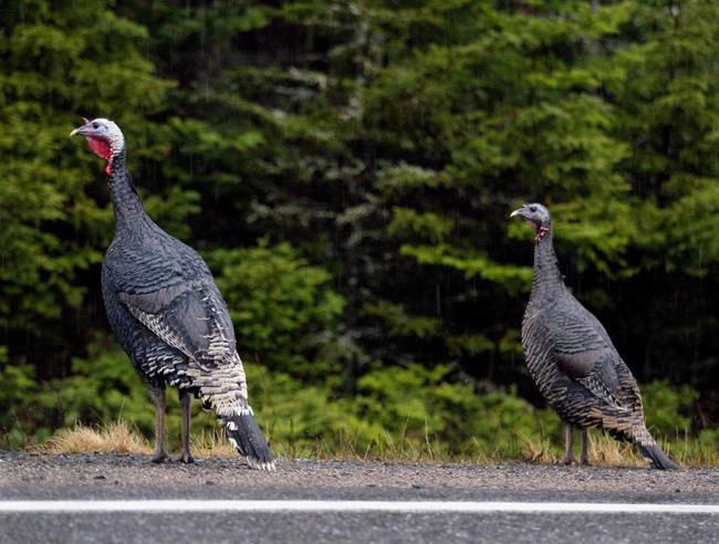 Widely used pesticides found in Ontario wild turkeys: study | iNFOnews.ca Widely used pesticides found in Ontario wild turkeys: study | iNFOnews.ca