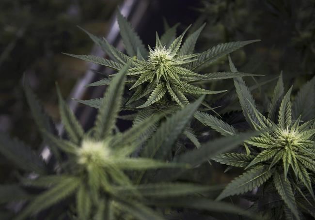 Saskatoon's cannabis licensing bylaw includes $20K fee for retailers | iNFOnews.ca