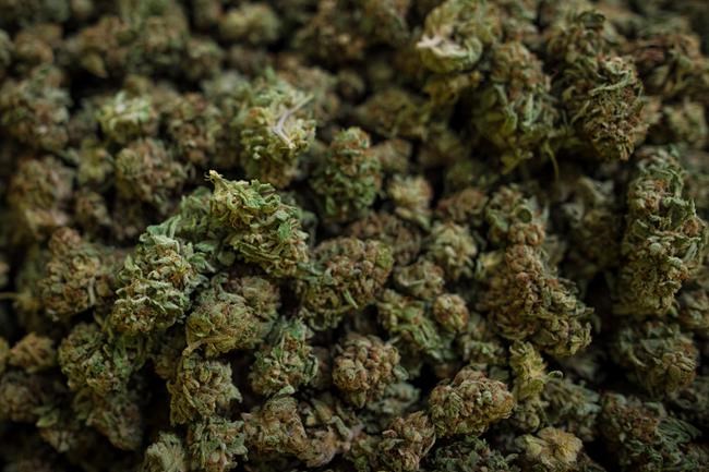 Medical cannabis users in Manitoba face looser limits on where to light up | iNFOnews.ca Medical cannabis users in Manitoba face looser limits on where to light up | iNFOnews.ca