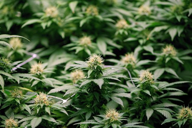 Canadian cannabis producer Tilray hoping to capture budding demand from overseas | iNFOnews.ca Canadian cannabis producer Tilray hoping to capture budding demand from overseas | iNFOnews.ca