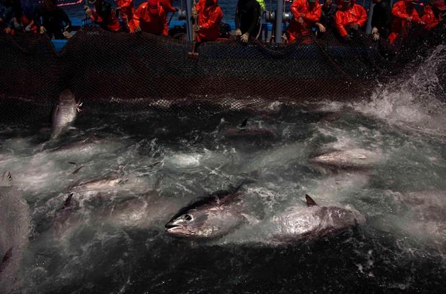 Small fish in big trouble in Canadian waters, WWF-Canada report finds | iNFOnews.ca CP1699542265