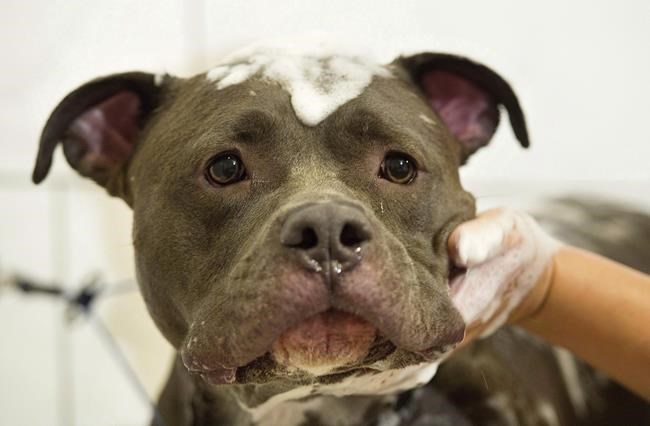 Quebec introduces legislation aimed at cracking down on pit-bull-type dogs | iNFOnews.ca