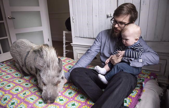Owners of Montreal pig named Babe won't be forced to give him up | iNFOnews.ca Owners of Montreal pig named Babe won't be forced to give him up | iNFOnews.ca