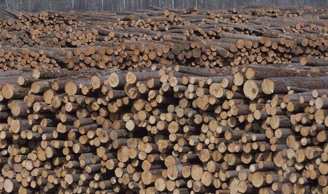 Forestry companies fall as U.S. housing stats show potential slowing demand | iNFOnews.ca
