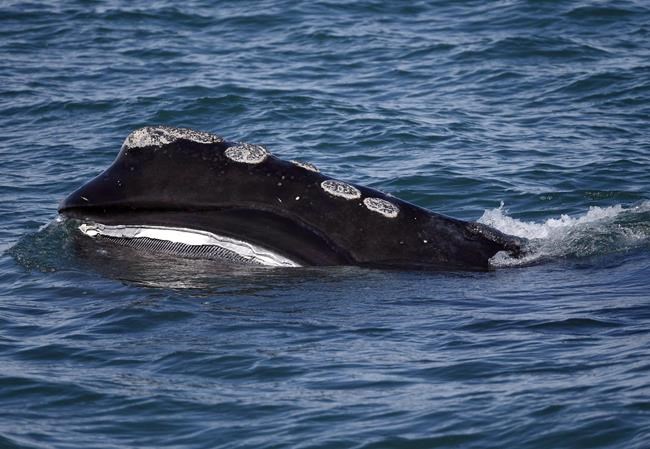 Ottawa announces 2019 measures to protect endangered North Atlantic right whales | iNFOnews.ca CP1554090797