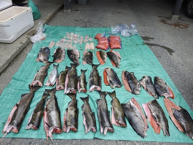 Boat and 26 chinook seized amid allegations of overfishing off B.C.'s coast | iNFOnews.ca