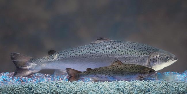 Canadian regulator approves sale of fast-growing, genetically modified salmon | iNFOnews.ca
