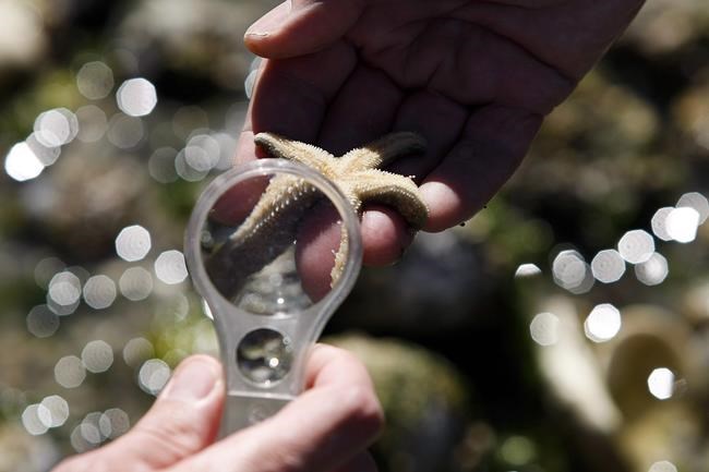 Death of sea stars in Howe Sound reveals ecological domino effect | iNFOnews.ca CP167009571