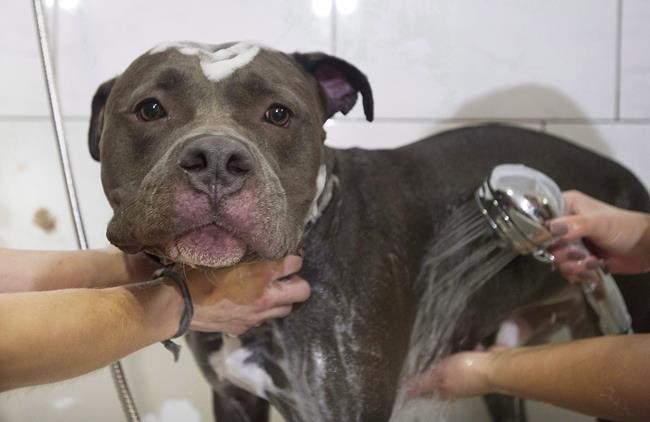 Quebec Court of Appeal rules Montreal can appeal judgment on pit bulls | iNFOnews.ca Quebec Court of Appeal rules Montreal can appeal judgment on pit bulls | iNFOnews.ca