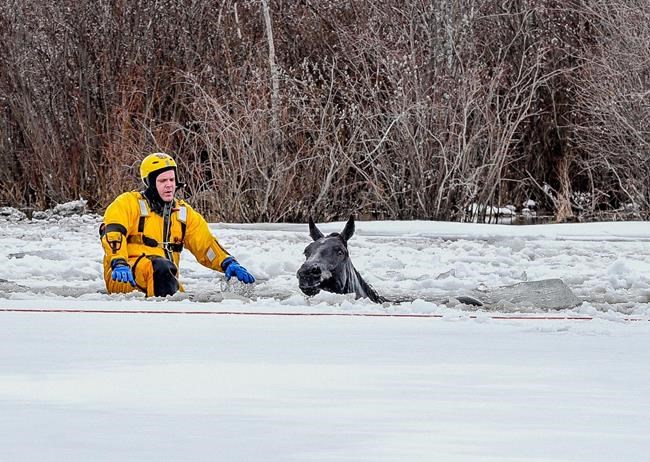 Firefighters cut paths through ice to shore to save Alberta horses | iNFOnews.ca Firefighters cut paths through ice to shore to save Alberta horses | iNFOnews.ca