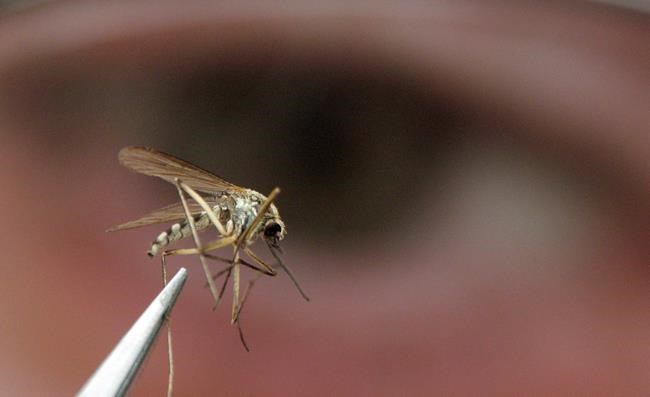 Wildlife tally says mosquitoes and blackflies are not among species at risk | iNFOnews.ca CP616772828