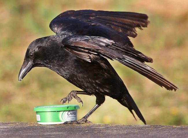 No immediate end to testy relationship between Vancouver crow and Canada Post | iNFOnews.ca No immediate end to testy relationship between Vancouver crow and Canada Post | iNFOnews.ca