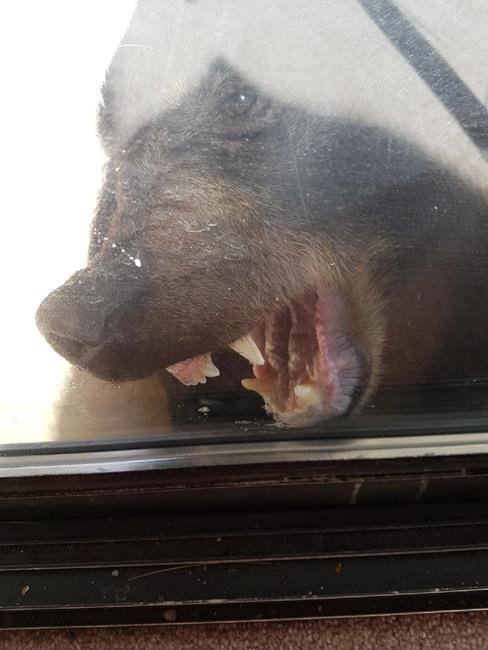 Brazen bear punched after breaking into home on B.C.'s Sunshine Coast | iNFOnews.ca Brazen bear punched after breaking into home on B.C.'s Sunshine Coast | iNFOnews.ca