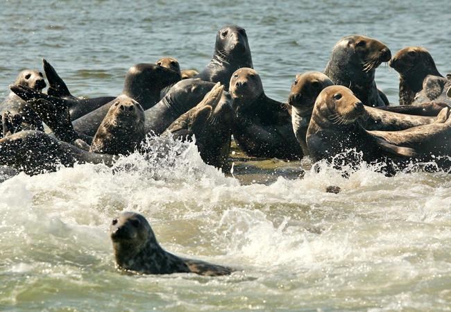 Seal attack on Nova Scotia island leaves Quebec hunter with 26 stitches | iNFOnews.ca