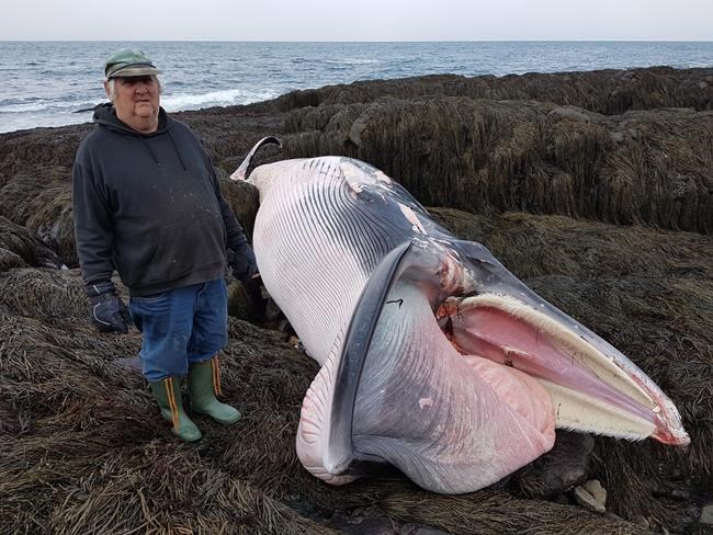 Minke whale washes ashore in Nova Scotia, cause of death not known | iNFOnews.ca