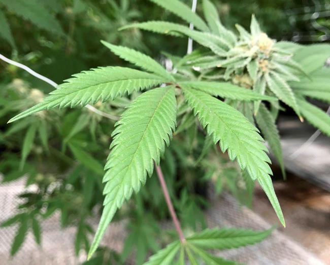 No longer in the weeds: Alberta's Olds College offering cannabis course | iNFOnews.ca No longer in the weeds: Alberta's Olds College offering cannabis course | iNFOnews.ca