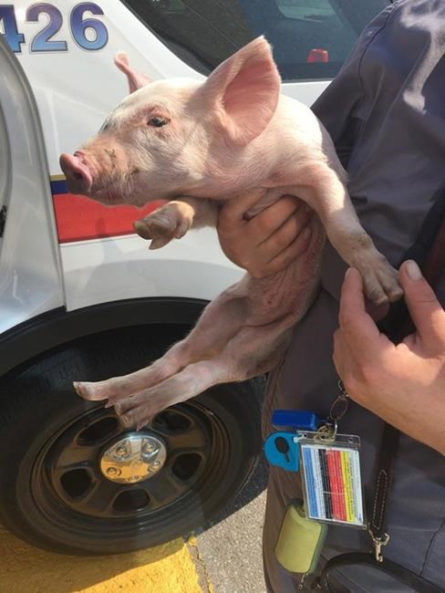Police officer rescues little pig found hoofing down Toronto-area highway | iNFOnews.ca