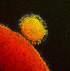 WHO says it's setting up emergency panel to advise on MERS; wants to be ready | iNFOnews.ca