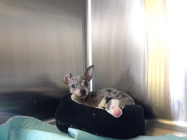 Alberta man surrenders over 100 dogs to SPCA after they were seized from home | iNFOnews.ca