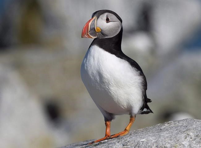 Environment minister celebrates World Penguin Day by posting puffin video | iNFOnews.ca