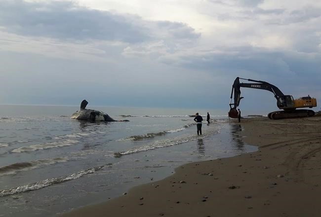 North Atlantic right whale to be examined on New Brunswick island | iNFOnews.ca