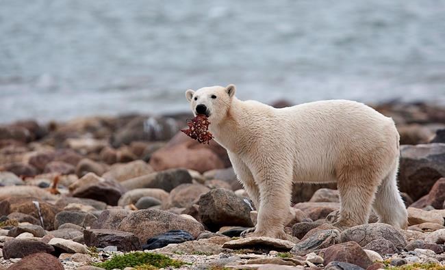 Canada in middle of pack on polar bear protection: World Wildlife Fund | iNFOnews.ca Canada in middle of pack on polar bear protection: World Wildlife Fund | iNFOnews.ca