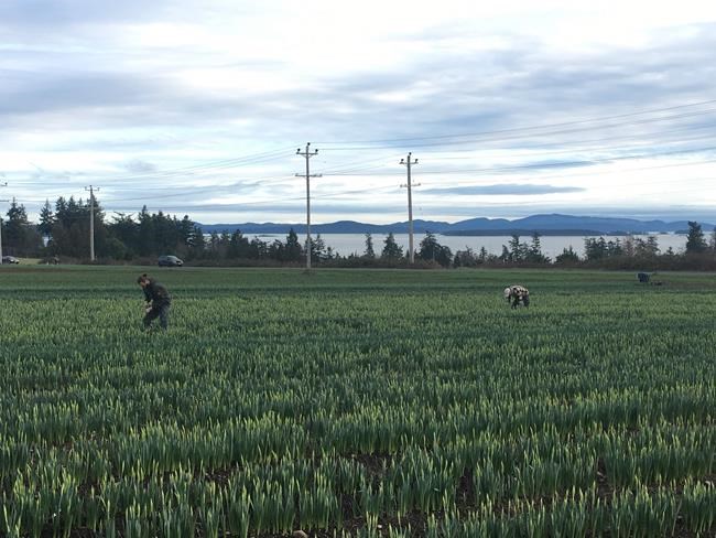 Unseasonably early daffodils prompt wish for cold weather on Vancouver Island | iNFOnews.ca Unseasonably early daffodils prompt wish for cold weather on Vancouver Island | iNFOnews.ca