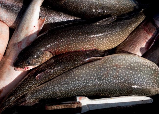 Canada to see large shifts in fish habitat from climate change: study | iNFOnews.ca Canada to see large shifts in fish habitat from climate change: study | iNFOnews.ca