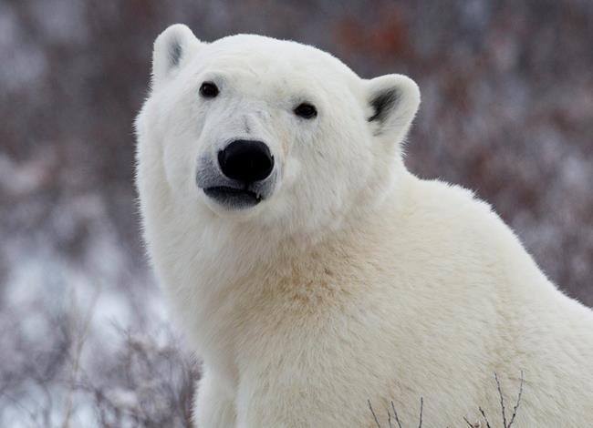 'Very big shock:' Nunavut man killed by polar bear while protecting his children | iNFOnews.ca
