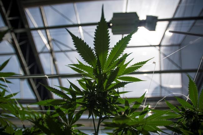 Postmedia invests in media platform for 'modern cannabis enthusiasts' | iNFOnews.ca CP1919797267