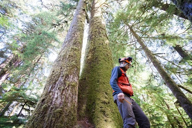 Big, old B.C. trees produce mutations over time that could improve success: UBC | iNFOnews.ca Big, old B.C. trees produce mutations over time that could improve success: UBC | iNFOnews.ca