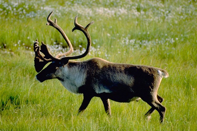 Caribou recovery better with First Nations involvement: study | iNFOnews.ca CP35724063