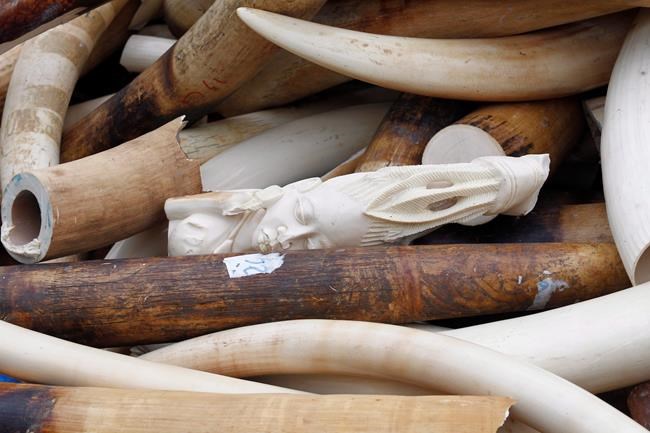 Elephant conservationists call on Canada to step up to protect iconic beasts | iNFOnews.ca