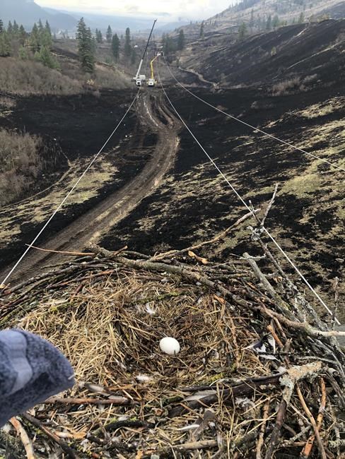 BC Hydro crews complete delicate task saving bald eagle nest atop damaged pole | iNFOnews.ca
