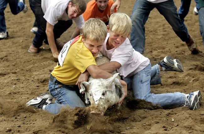 Quebec festival cancels greased pig race that has drawn ire of animal activists | iNFOnews.ca CP1731594126