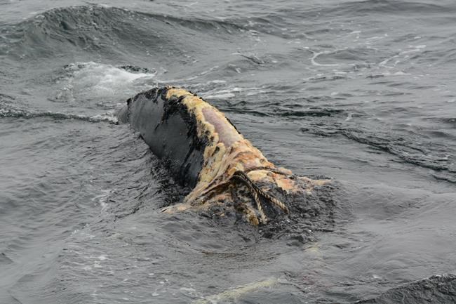 Scientists in Gulf of St. Lawrence see four of seven right whale calves born this year | iNFOnews.ca Scientists in Gulf of St. Lawrence see four of seven right whale calves born this year | iNFOnews.ca