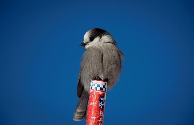 Smart, tough, friendly: Geographic society bids gray jay as national bird | iNFOnews.ca CP403733547